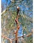 Черемха звичайна | Черёмуха обыкновенная | Prunus padus