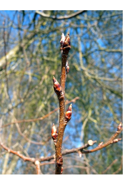 Черемха звичайна
