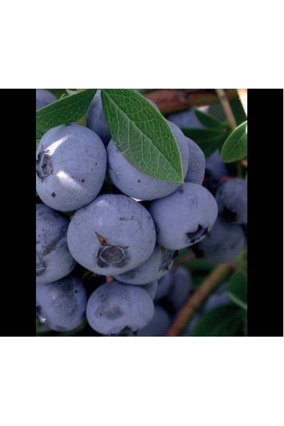 Vaccinium corymbosum Bonus