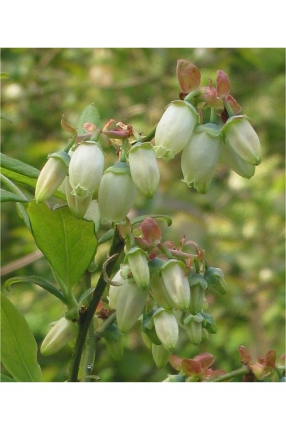 Лохина високоросла Бонус