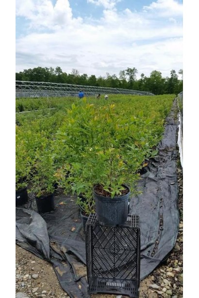 Лохина Бонус саджанець в контейнері