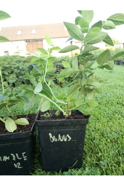 Лохина високоросла Бонус саджанець Р9