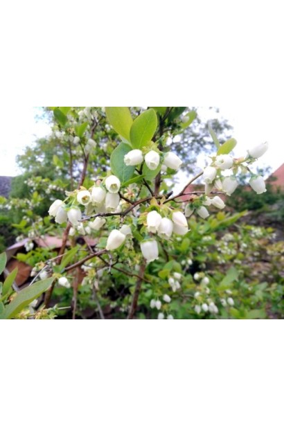 Лохина Бонус білі дзвіночки