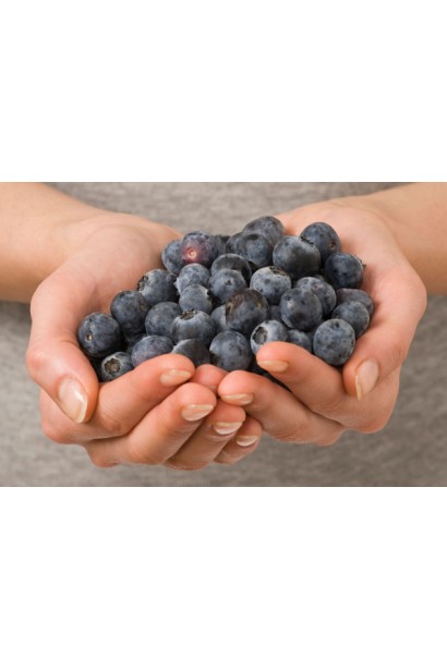 Лохина високоросла Бонус сині плоди