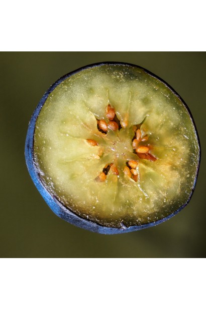 Лохина Бонус ягода в розрізі