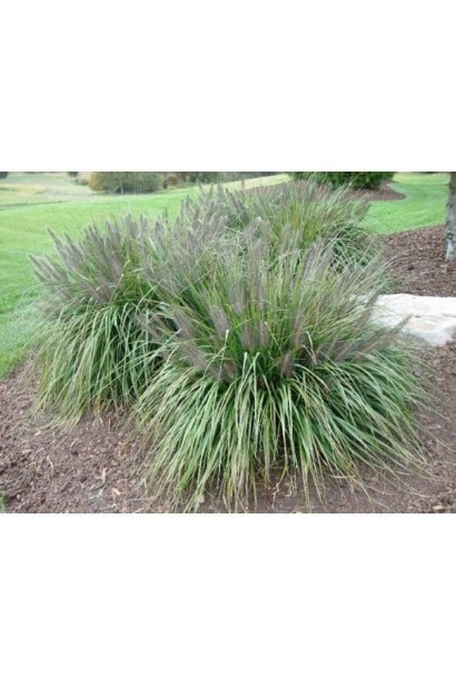 Пеннісетум "Моудрі" з насичено-темними колосками — розкішний акцент саду