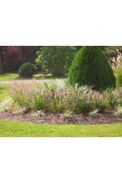 Елегантний пір’ястощетинник "Моудрі" у композиції з іншими рослинами