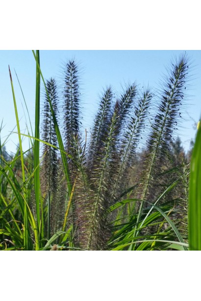 Pennisetum alopecuroides Moudry