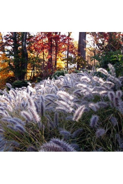 Темні колоски пір’ястощетинника "Моудрі" виділяються на фоні осінньої палітри.