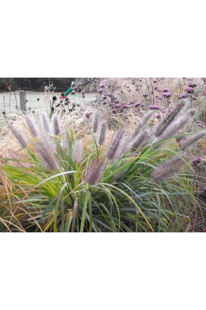 Пеннісетум лисохвостий Моудрі