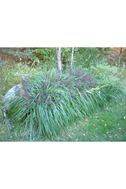 Пір’ястощетинник "Моудрі" — ідеальний вибір для прикрашення садових бордюрів