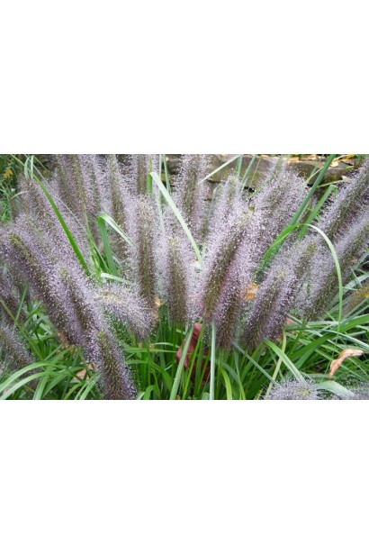 Пеннісетум лисохвостий Моудрі