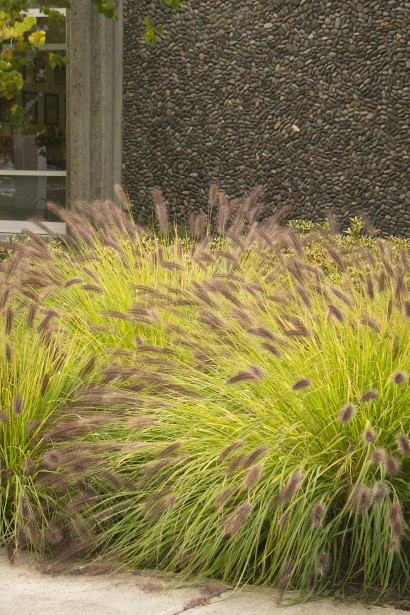 Пір’ястощетинник "Моудрі" створює унікальну текстуру у ландшафті