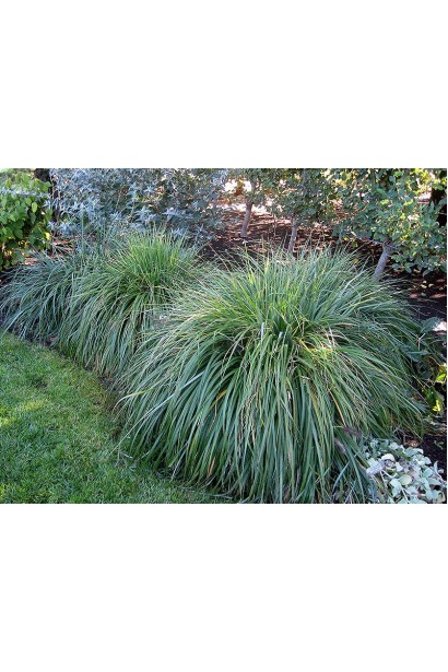 Пір’ястощетинник "Моудрі" ідеально підходить для акценту в сучасному дизайні.