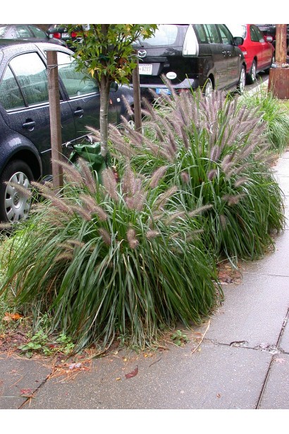 Pennisetum alopecuroides Moudry