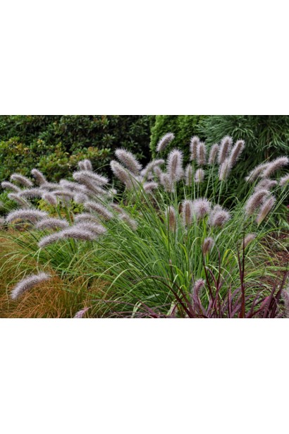 Темно-коричневі колоски пір’ястощетинника "Моудрі" гармонійно вписуються в ландшафтний дизайн