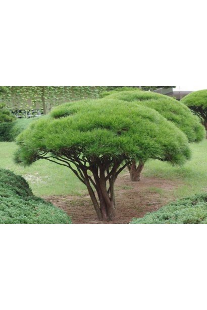 Компактна сосна з густою, подібною до парасолі, кроною.