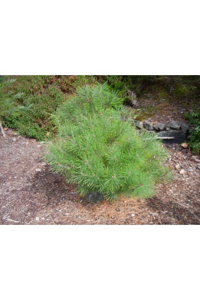 Японська сосна на штамбі з густою хвоєю.