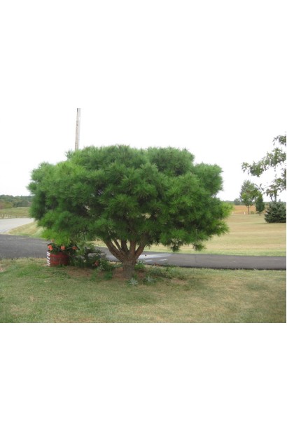 Сосна Умбракуліфера на штамбі з декоративною кроною.