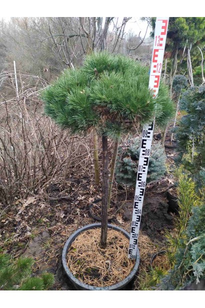 Pinus densiflora Umbraculifera на високому штамбі.