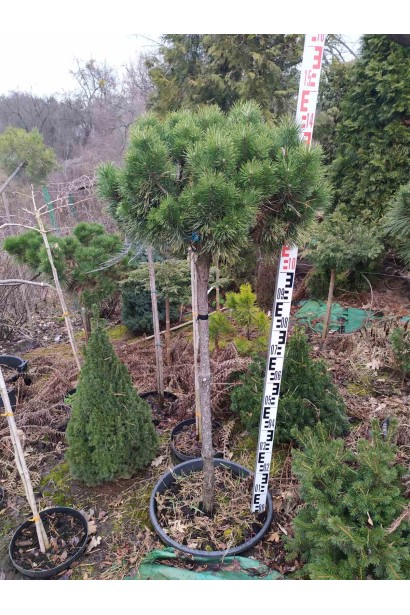 Сосна густоквіткова Умбракуліфера в садовому центрі проксіма