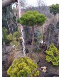 Сосна густоквіткова Умбракуліфера на штамбі | Сосна густоцветковая Умбракулифера на штамбе | Pinus densiflora Umbraculifera