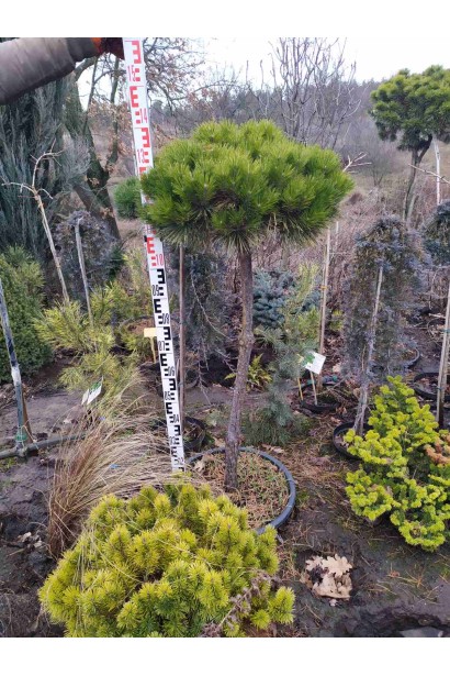 Сосна густоквіткова Умбракуліфера в садовому центрі