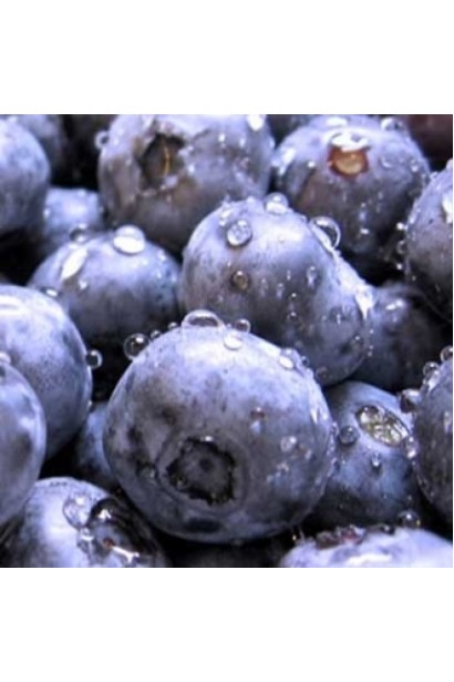 Голубика высокорослая Торо