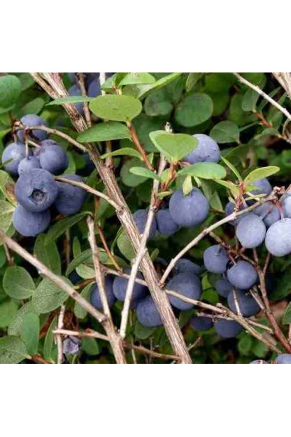 Голубика высокорослая Торо большие плоды