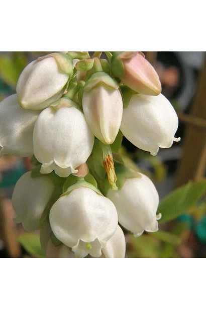 Голубика Торо белые цветы-колокольчики