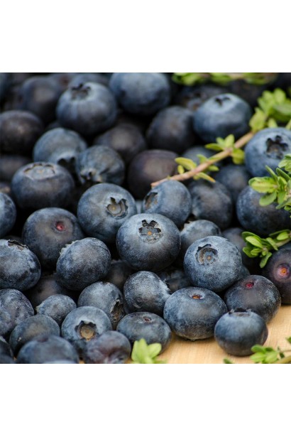 Голубика высокорослая Торо плоды