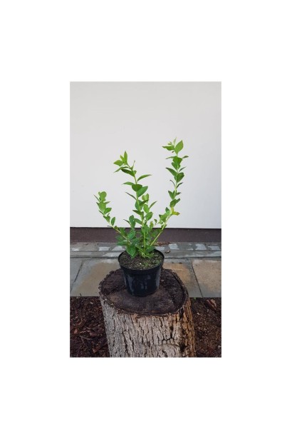 Голубика высокорослая Торо саженец в горшке