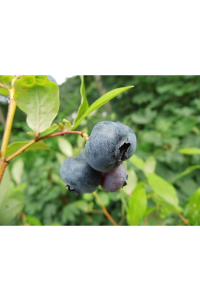  Vaccinium corymbosum Toro