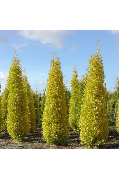Гинкго Фастигиата Благон дерево с конусообразной кроной