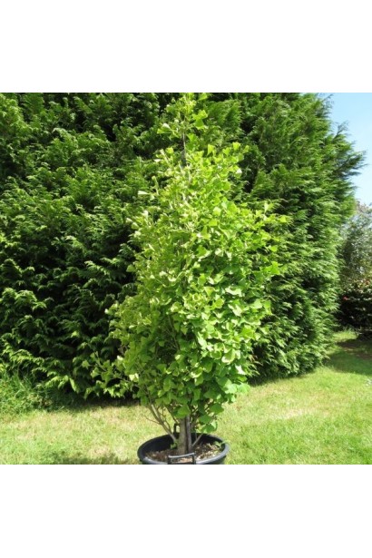 Гинкго Фастигиата Благон в контейнере