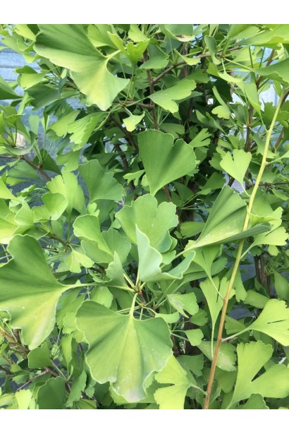Гинкго билоба Фастигиата Благон зеленые веерообразные листья