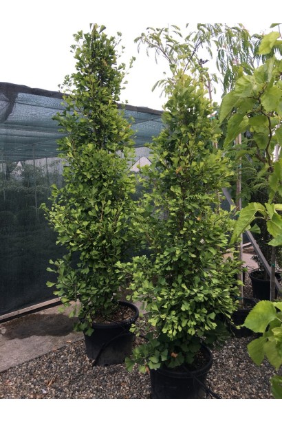 Гинкго билоба Фастигиата Благон саженцы в горшке