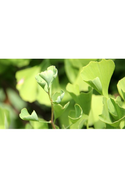 Ginkgo biloba Fastigiata Blagon