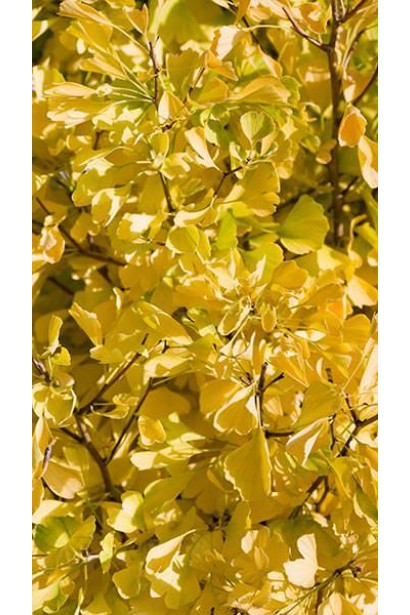 Гинкго Фастигиата Благон желтые листья осенью