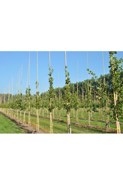 Гинкго Фастигиата Благон в питомнике