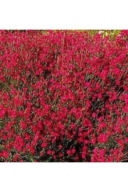 Гвоздика Еректус червоні квіти