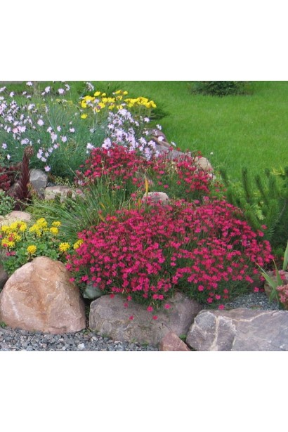 Гвоздика трав’янка Еректус в ландшафті