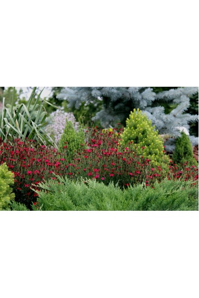 Гвоздика дельтовидна Еректус