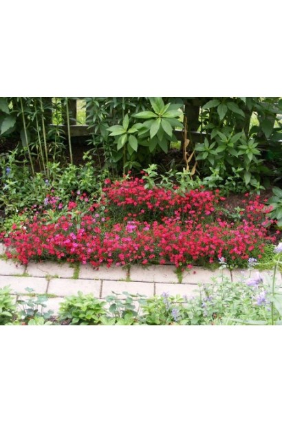 Гвоздика трав’янка Еректус