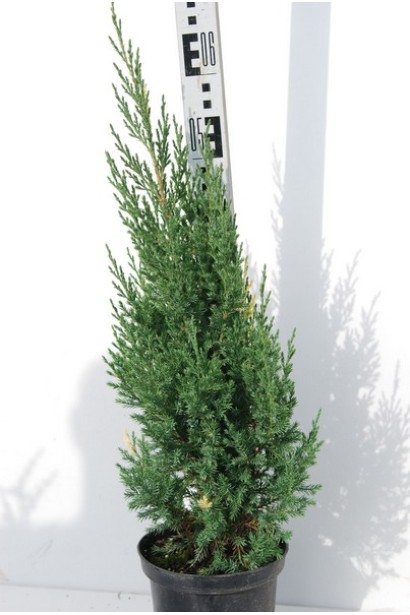 Можжевельник Стрикта Вариегата - 5 л, 50-60 см