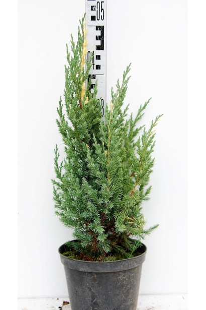 Можжевельник Stricta Variegata в контейнере 3 л, высота 40-50 см