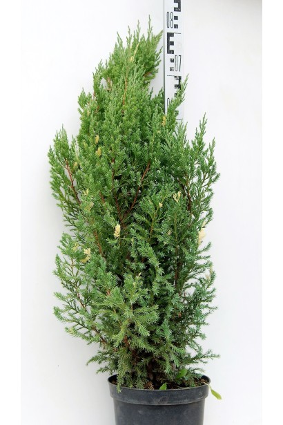 Можжевельник Стрикта Вариегата в контейнере 7, 5 л, высота 70-80 см