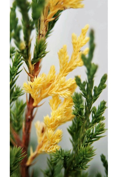 Можжевельник китайский Стрикта Вариегата - зелено-голубая хвоя с кремовыми вкраплениями