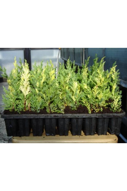 Саженцы Р9 можжевельника Стрикта Вариегата