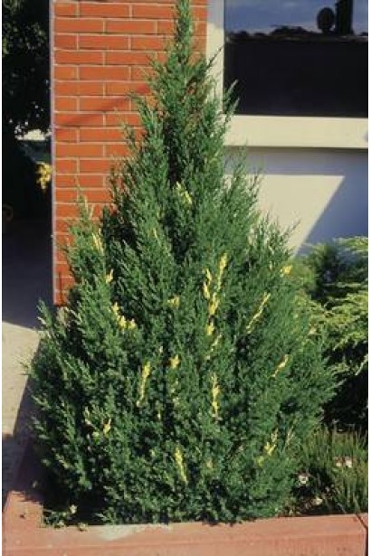 Можжевельник Стрикта Вариегата в ландшафте